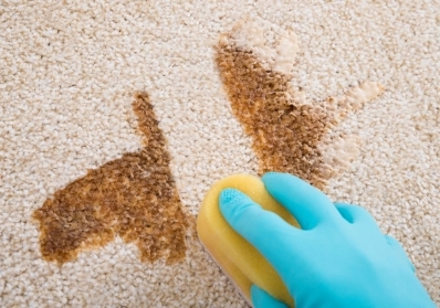 The Science Behind Carpet Odors: Tips for Elimination and Prevention blog image